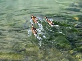 Are these the fastest Mallard ducks in the world?  Lake Ägeri at Morgarten